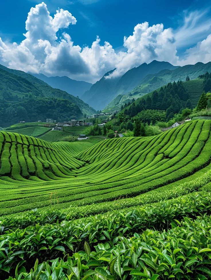 best tours & travels in pollachi , valparai